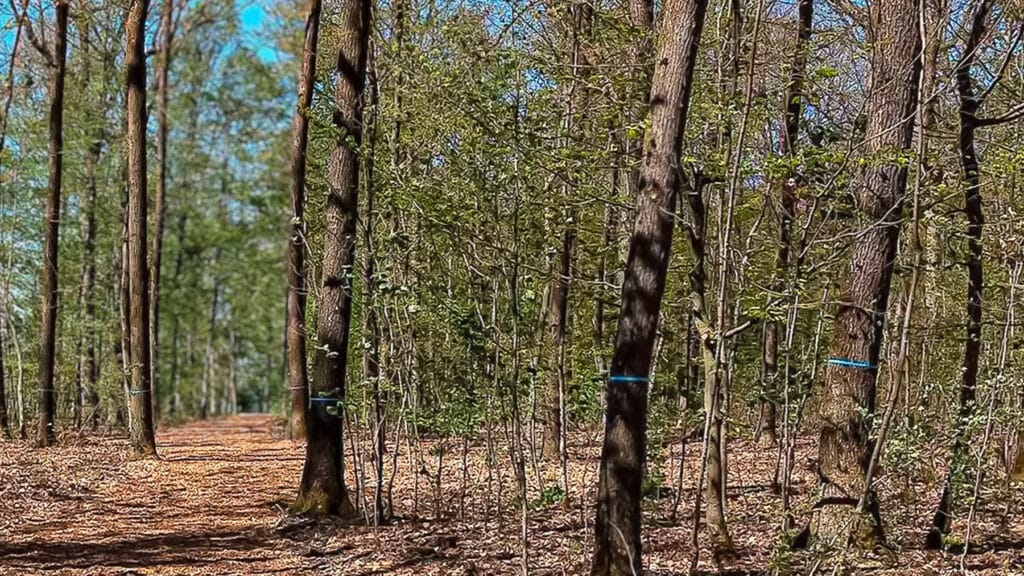 Friedwald Schrozberg