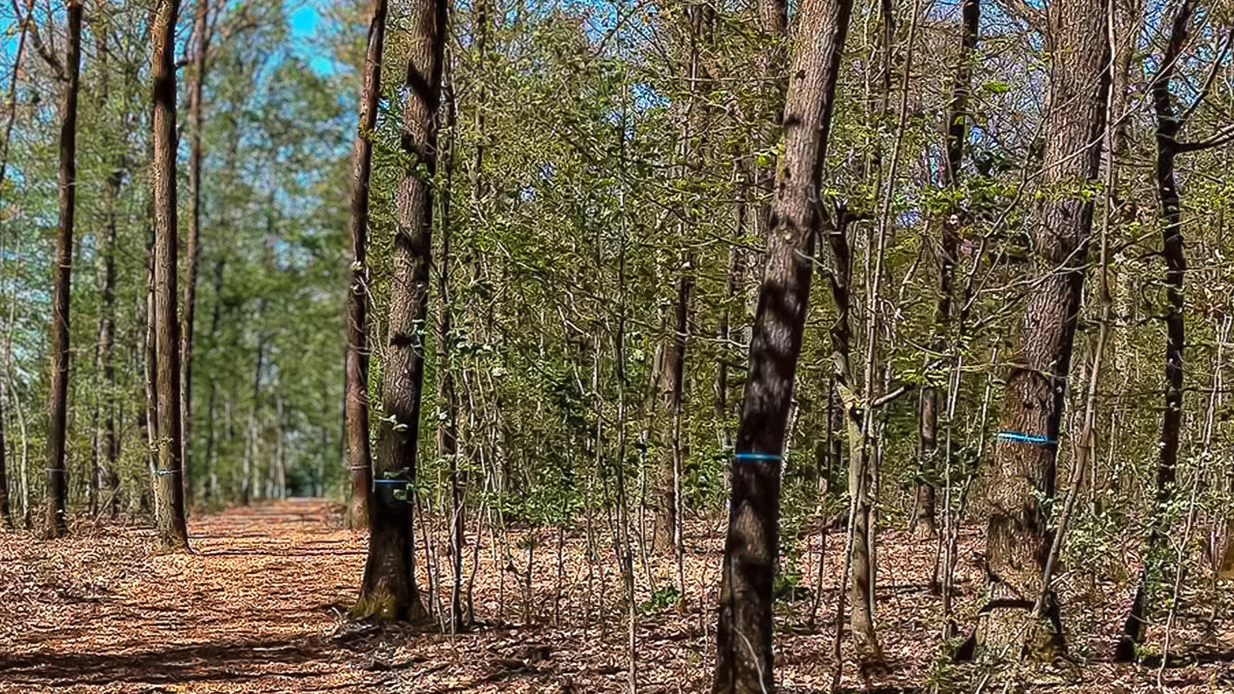 Friedwald Schrozberg